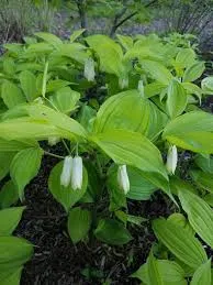 [654] Disporum sessile 'Golden Geisha'
