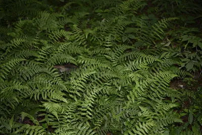 Deparia conilii