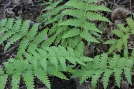 [646] Osmundastrum cinnamomeum 'Fokiense' (syn. Osmunda cinnamomeum 'Fokiense')