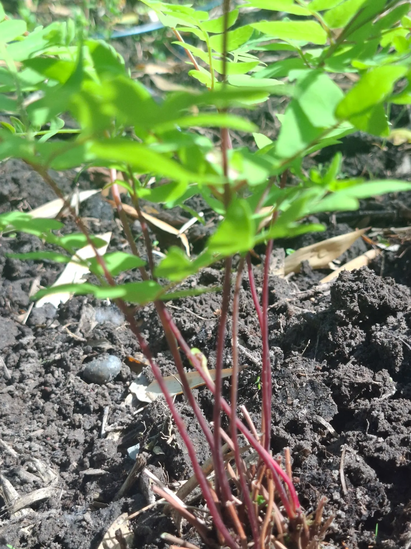 [655] Osmundastrum regalis 'Purpurascens'