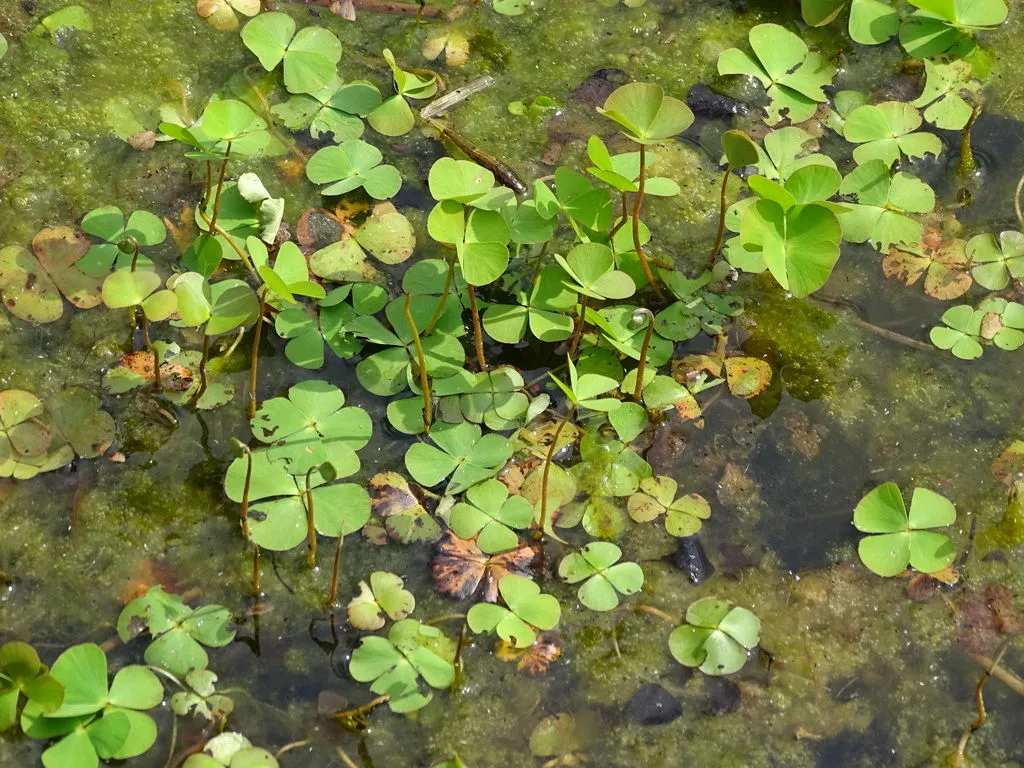 Marsilea quadrifolia
