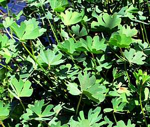 [648] Marsilea schelpeana