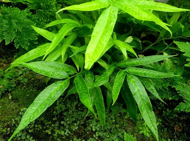 Coniogramme japonicum