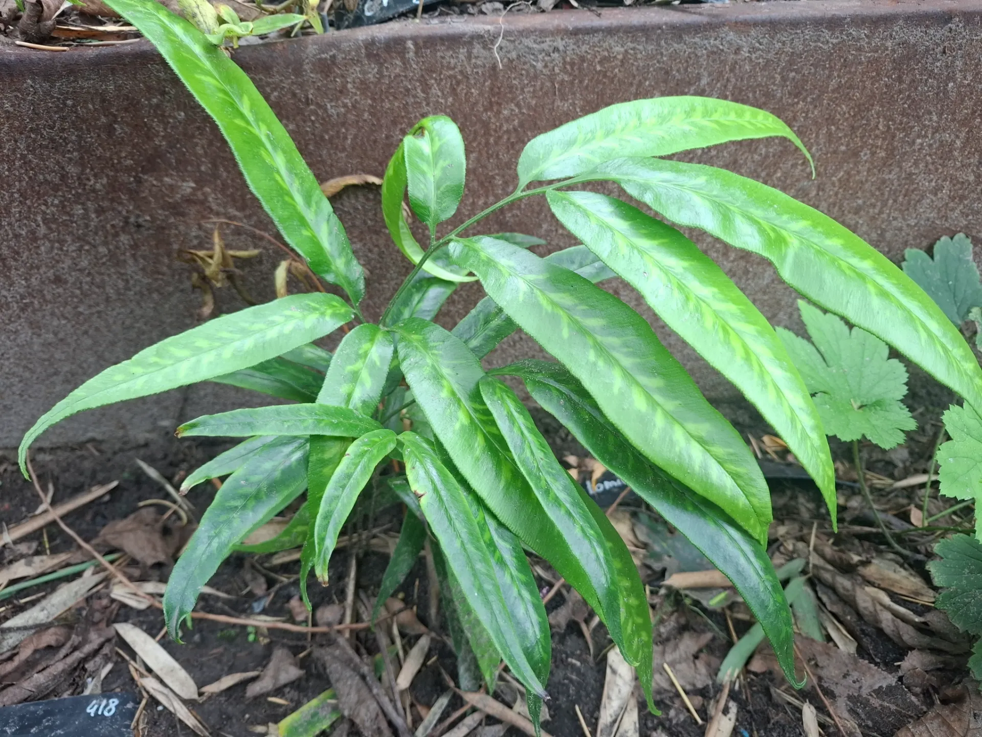 Coniogramme japonicum