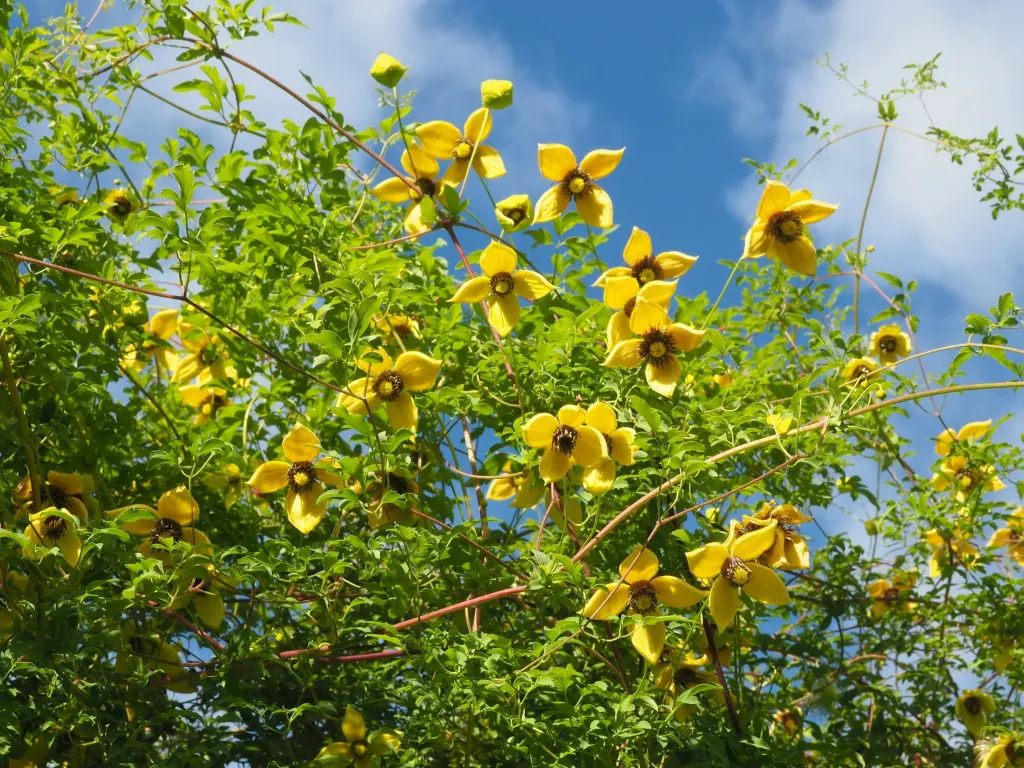[649] Clematis tibetana