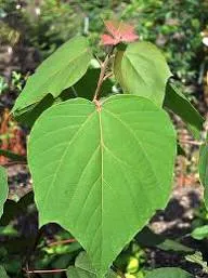 Mallotus japonicus