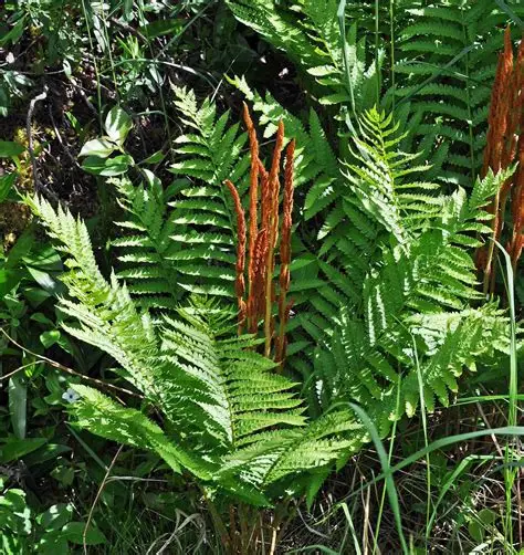 Osmundastrum cinnamomeum
