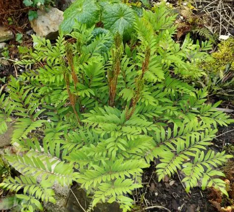 Osmundastrum lancea