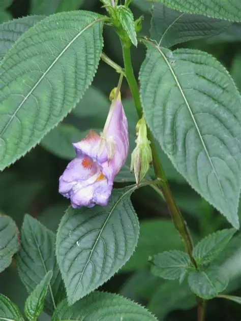 Impatiens arguta 'Lichtblauwlila'