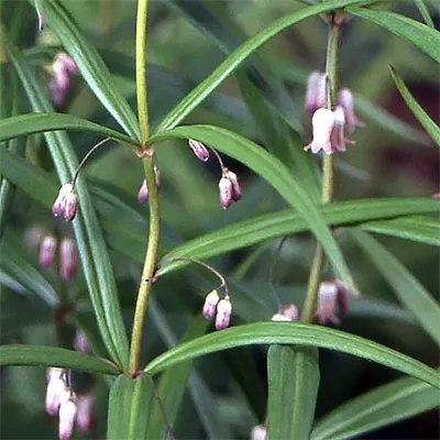 [656] Polygonatum verticillatum 'Rubrum'