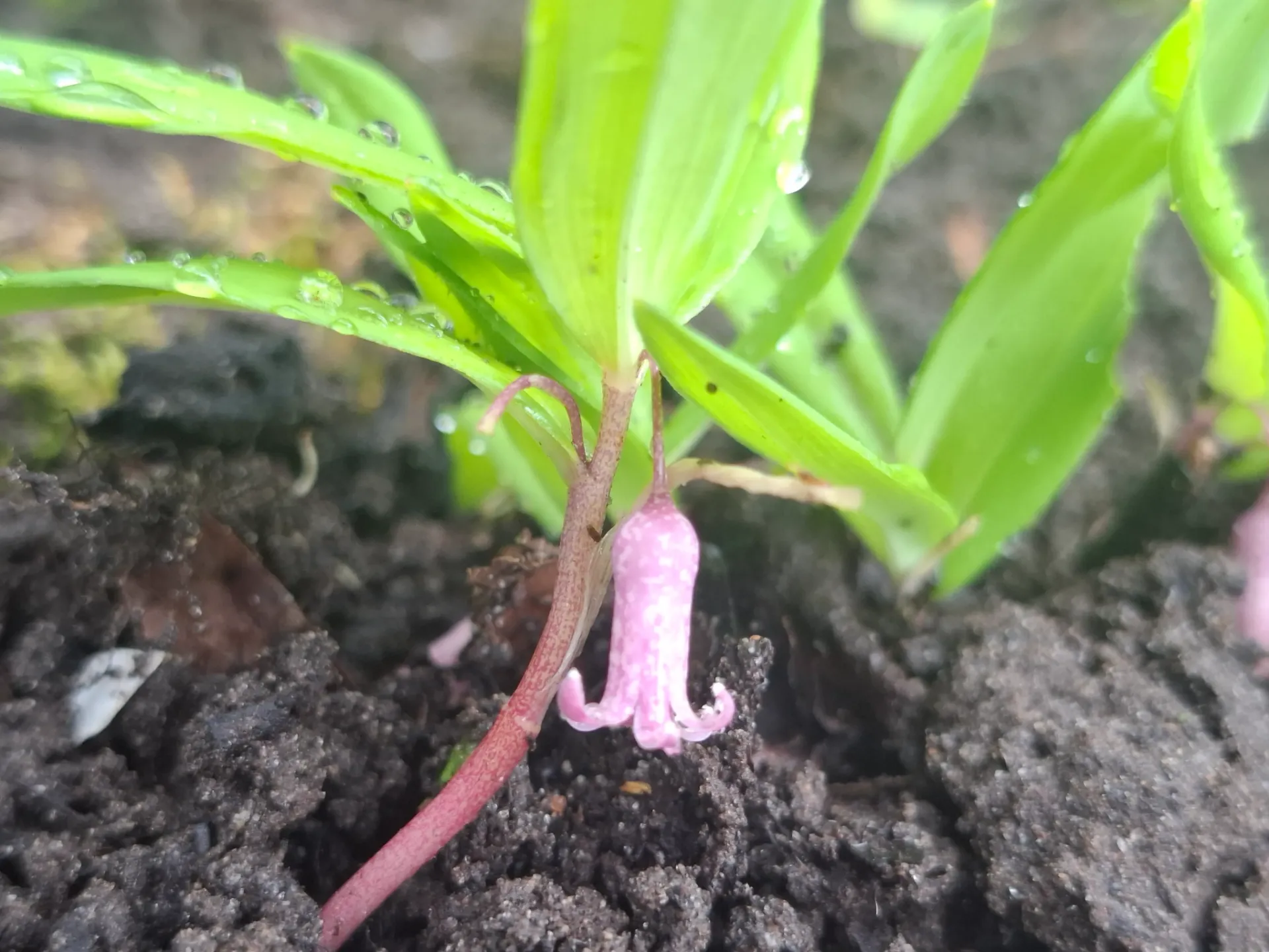 [660] Polygonatum sp. SBQE 310