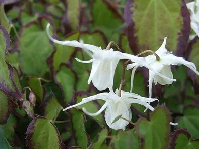 Epimedium grandiflorum subsp. higoense 'Bandit'