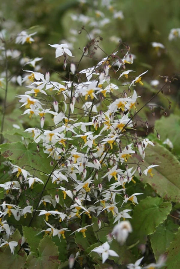 Epimedium stellulatum 'Long leafed form'