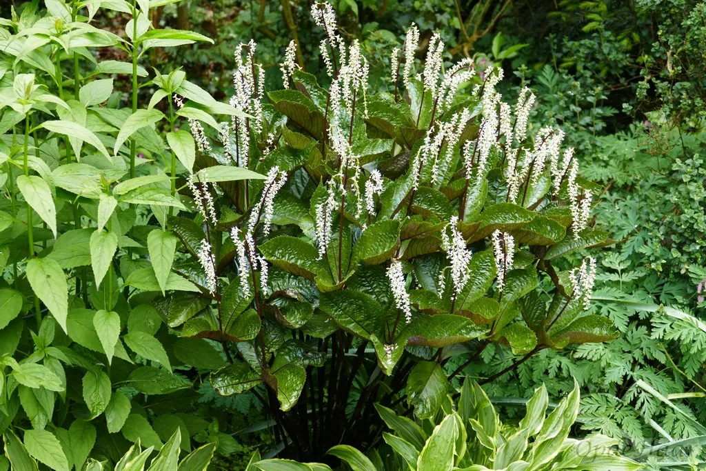 Chloranthus sessilifolius 'Domino'