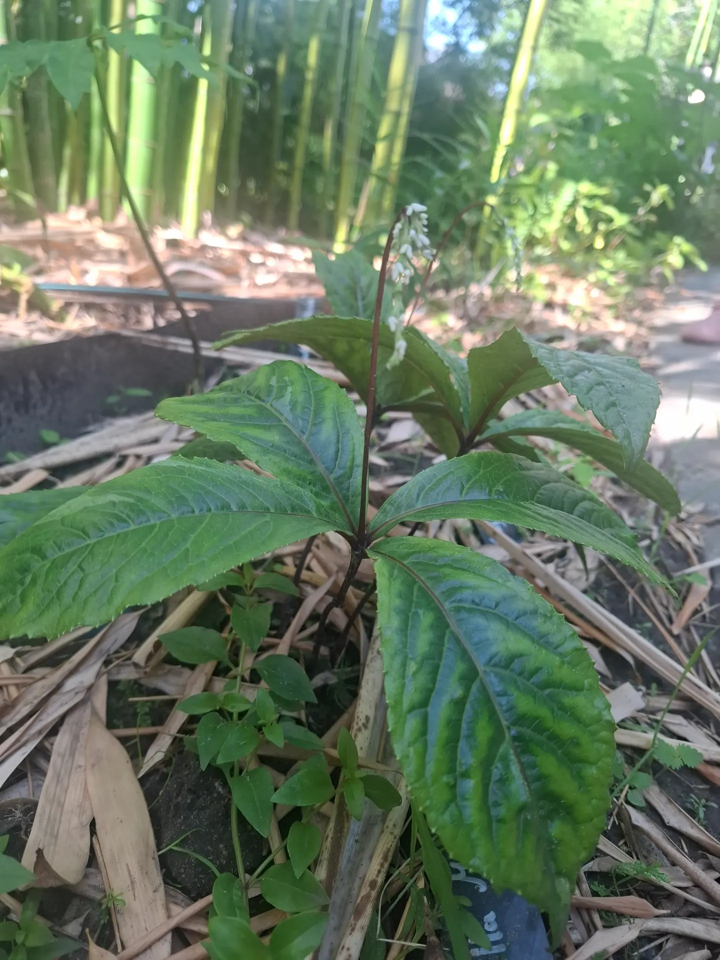 Chloranthus sessilifolius 'Domino'