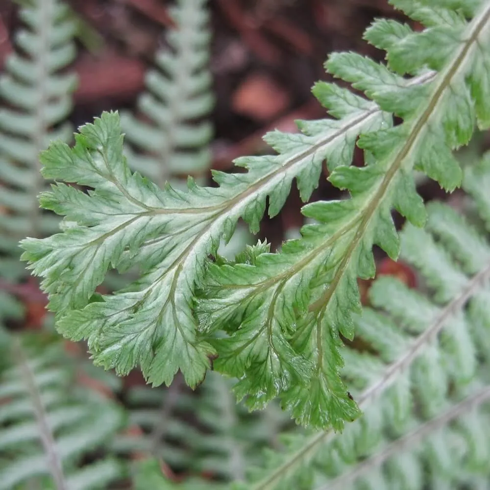 Athyrium felix-femina 'Ocean's Fury'