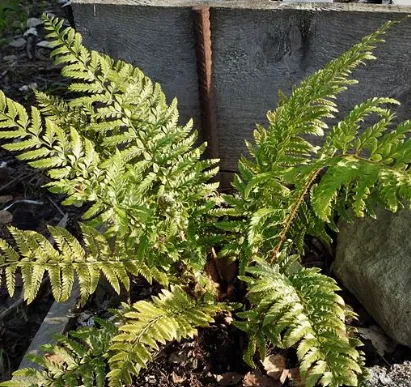 Polystichum acrostichoides x proliferum