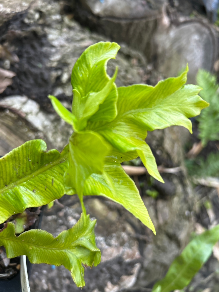 Asplenium scolopendrium 'Ramo-cristatum'