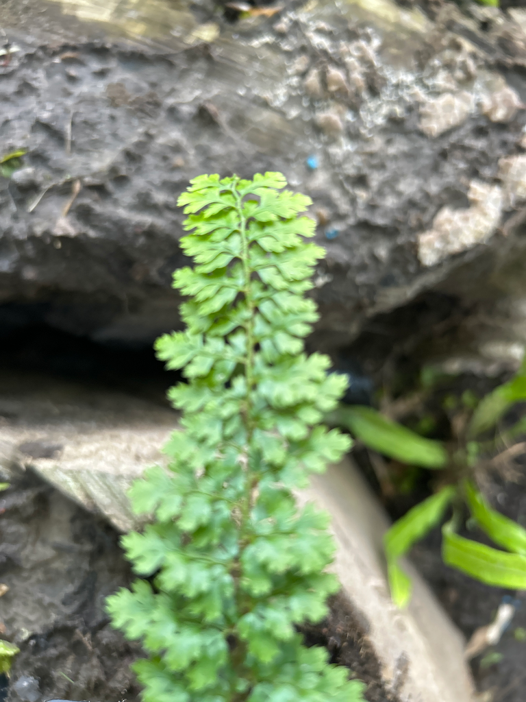 [669] Polystichum setiferum 'Ray Smith'
