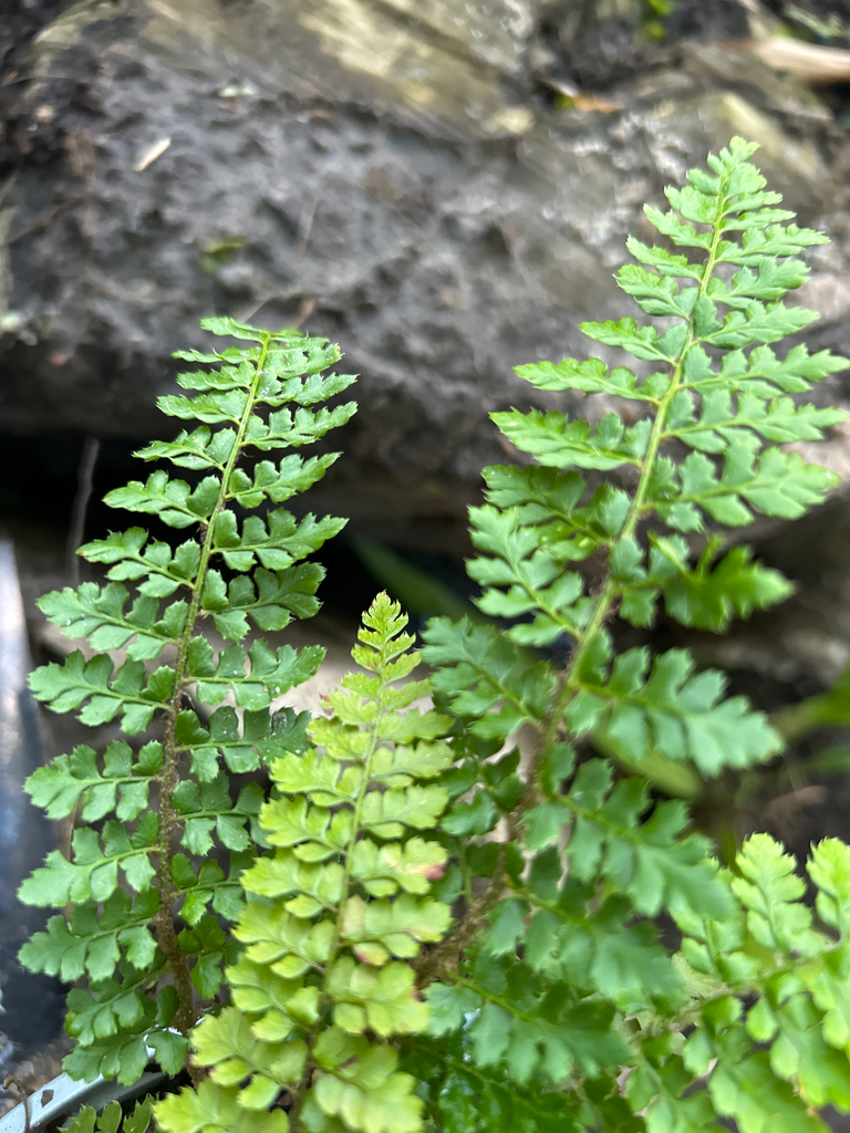 [671] Polystichum setiferum 'Gabeljurg'