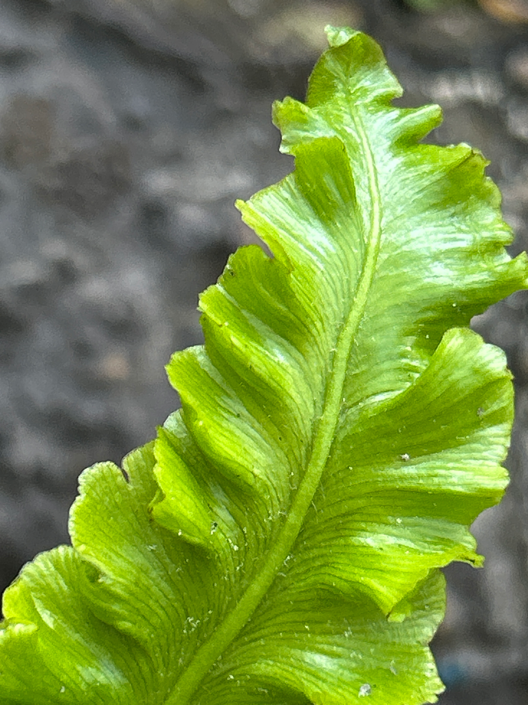 Asplenium scolopedrium 'Crispum Bolton's Nobile'