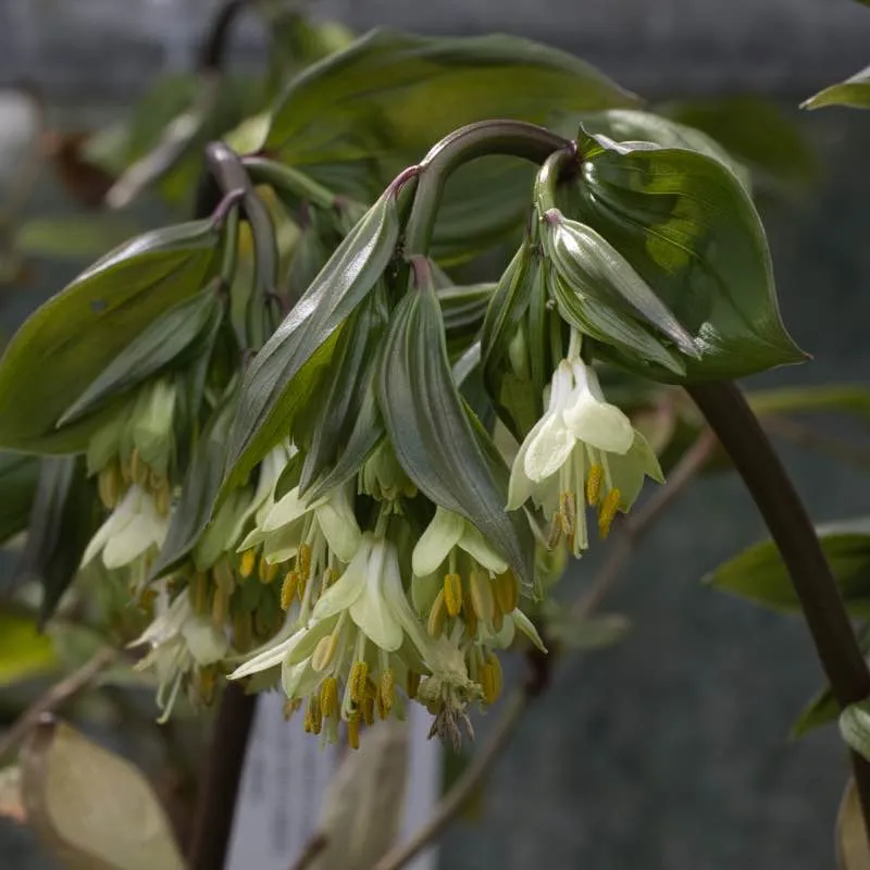 [659] Disporum megalanthum 'CD&R 2421B'