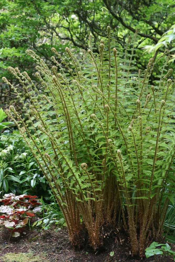 [673] Dryopteris x complexa 'Stableri'
