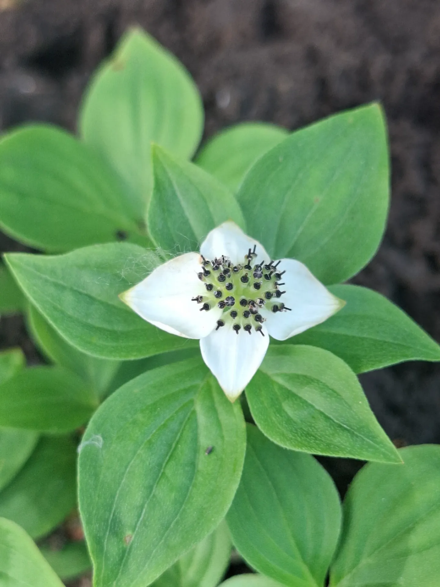 [677] Cornus canadensis