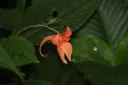 Impatiens pulchra (syn. Impatiens mengtszeana)
