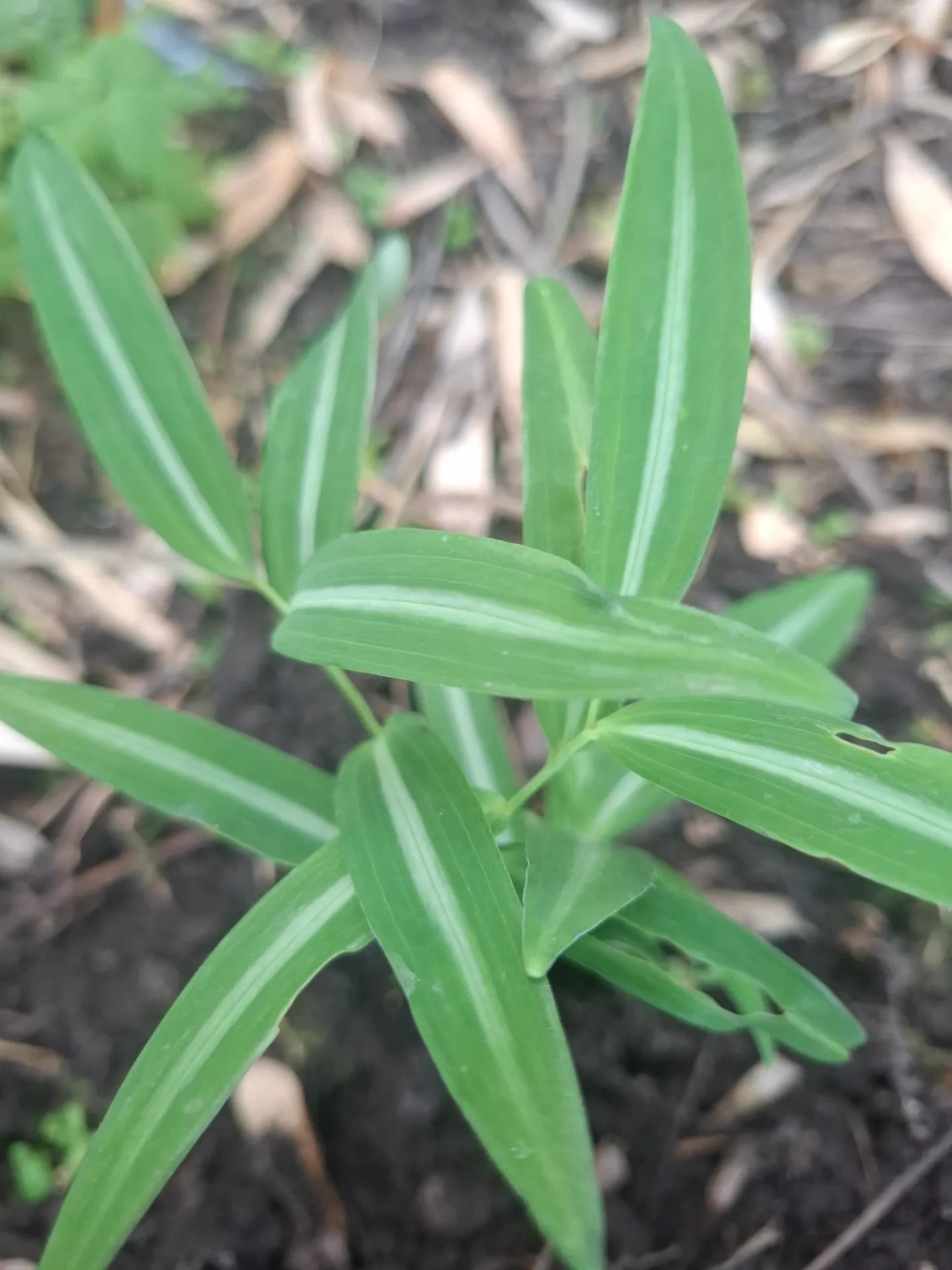 [679] Polygonatum falcatum 'Silver Stripe'