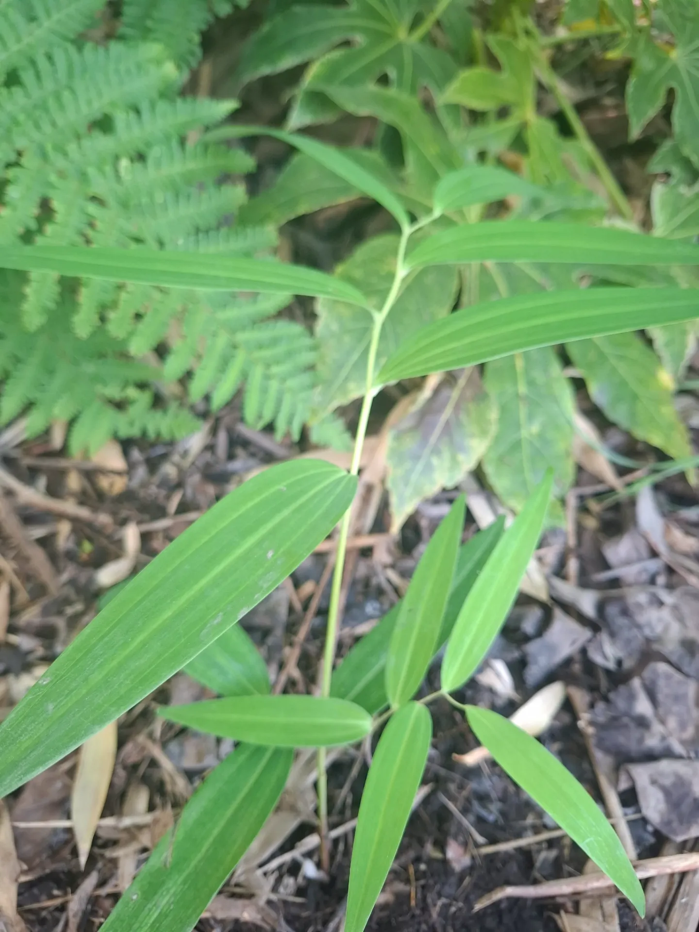 Polygonatum falcatum 'Chenyi'