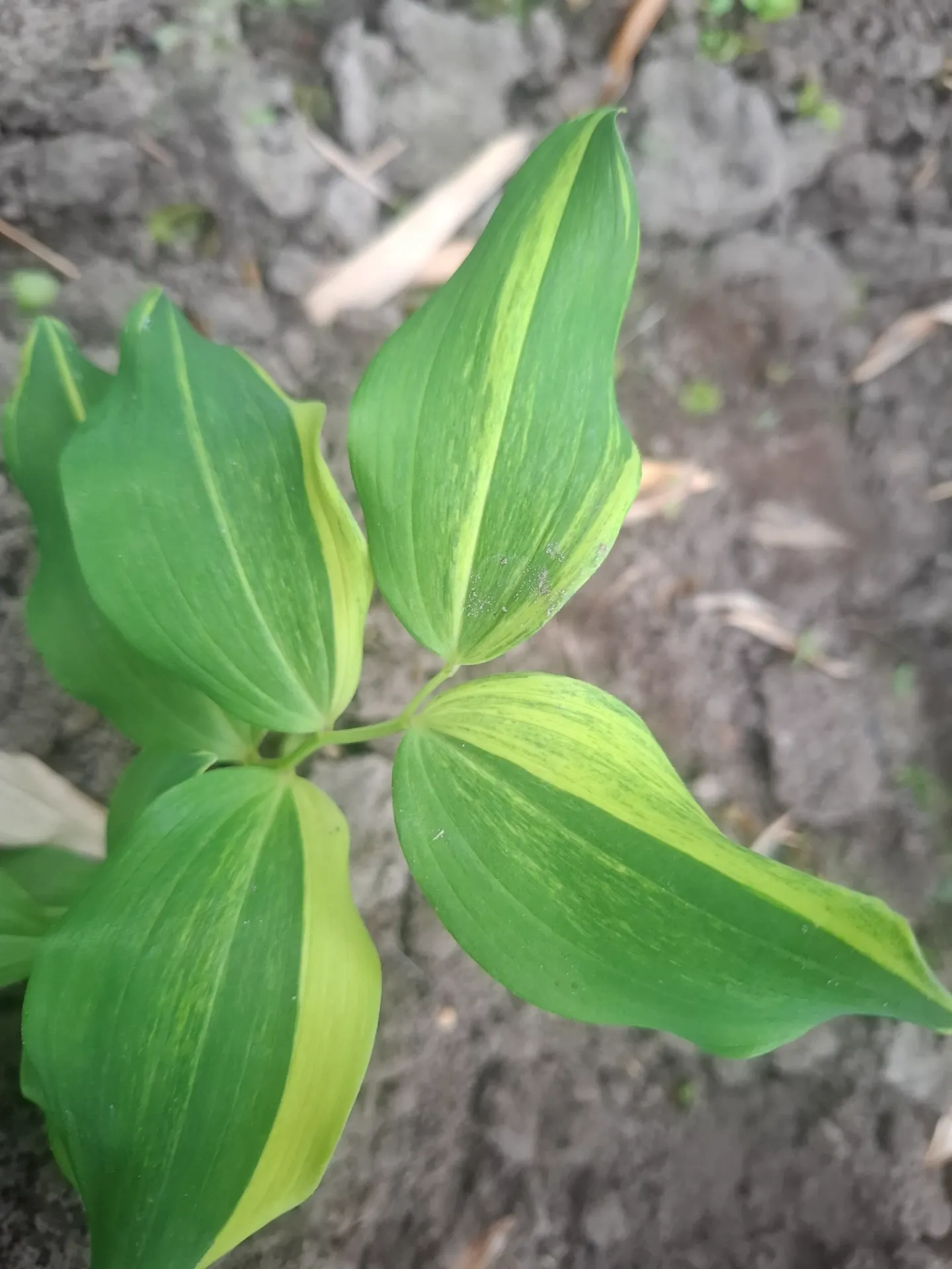[689] Polygonatum odoratum 'Dai Kouga'