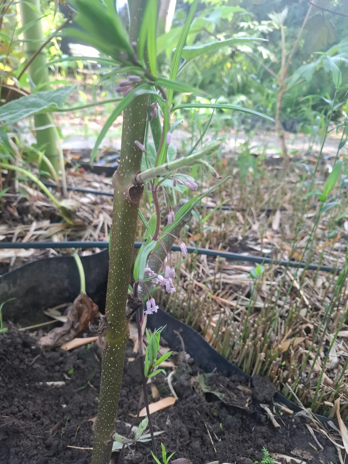 [694] Polygonatum curvistylum