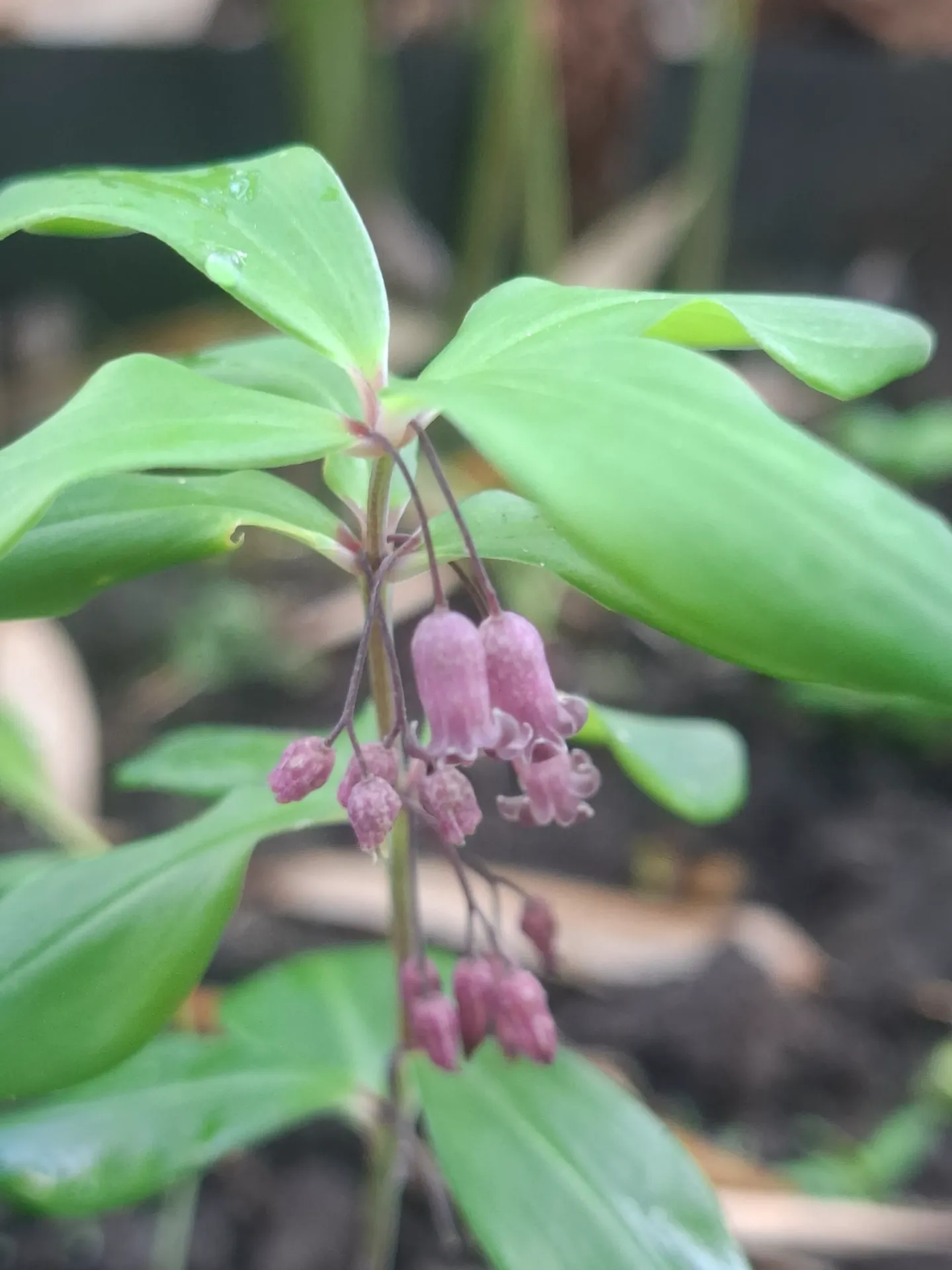Polygonatum prattii