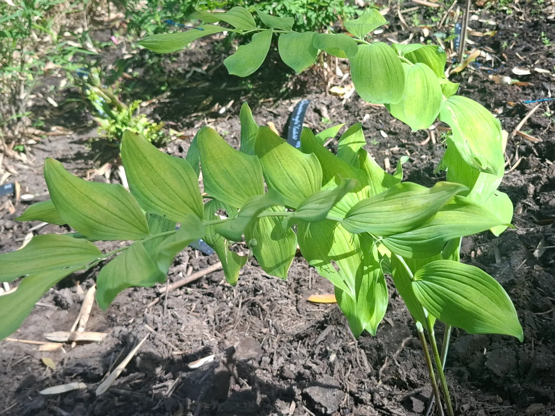 Polygonatum odoratum 'Aureum'