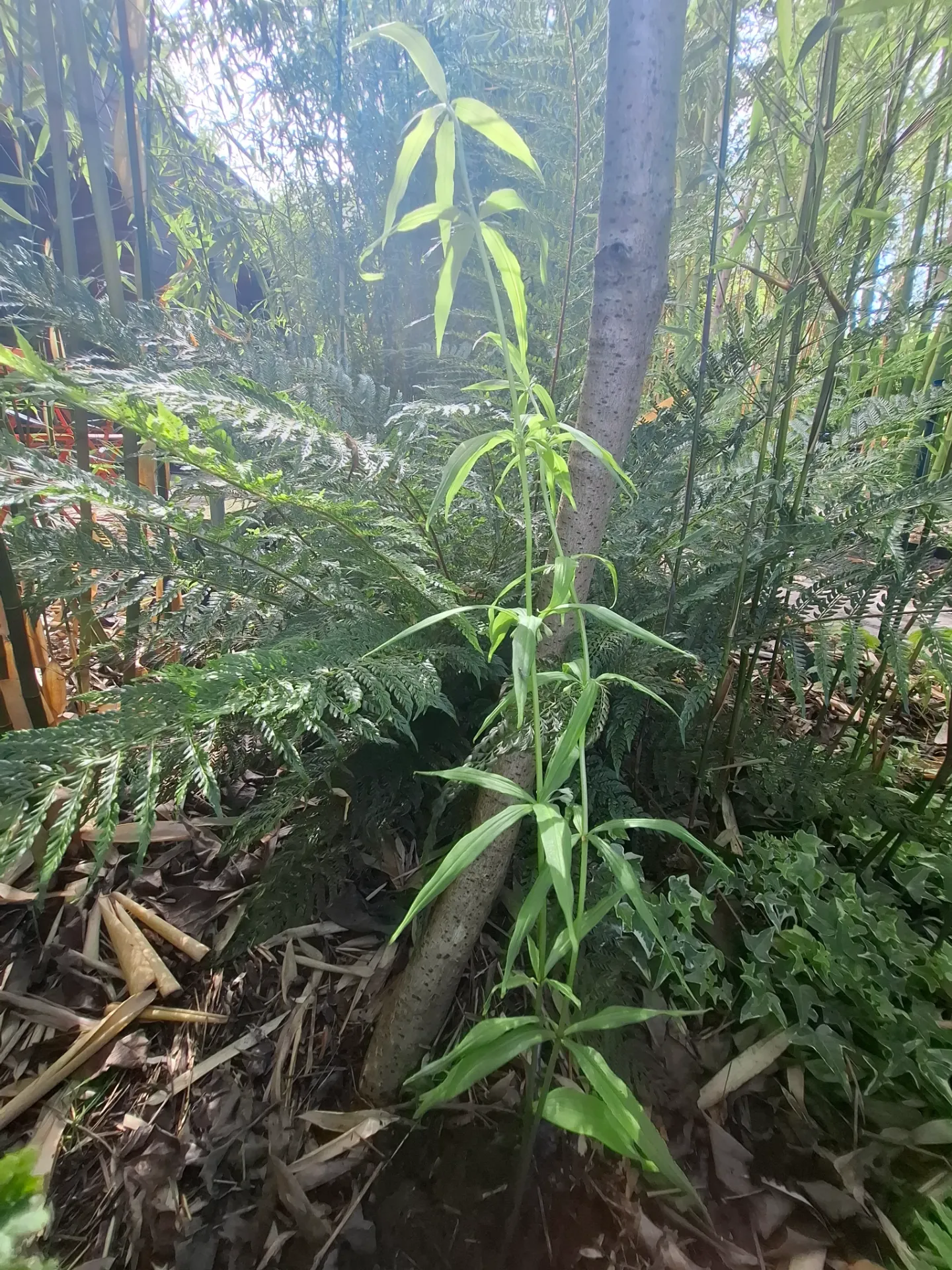 [699] Polygonatum zanlanscianense