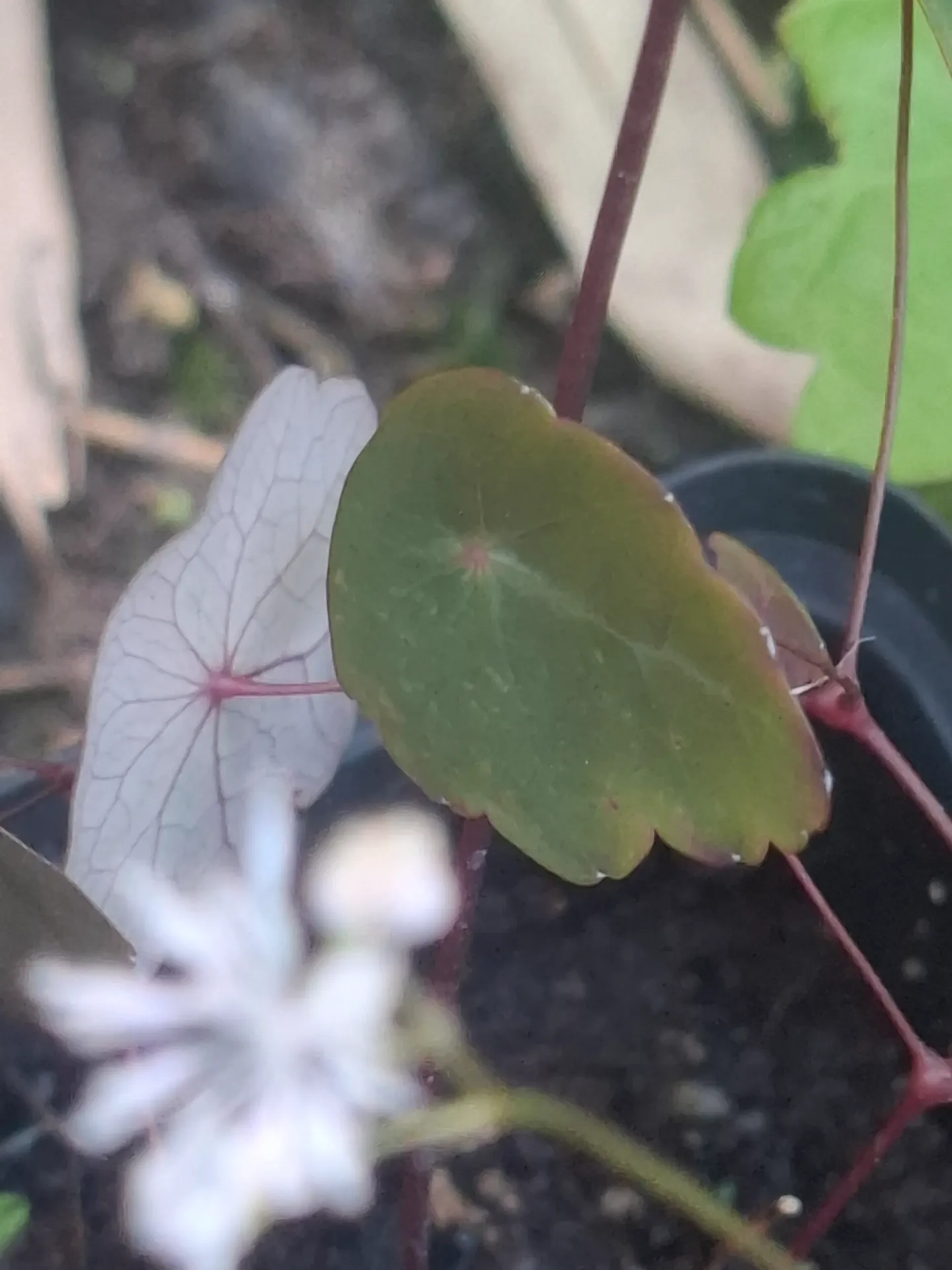 [680] Thalictrum yunnanense