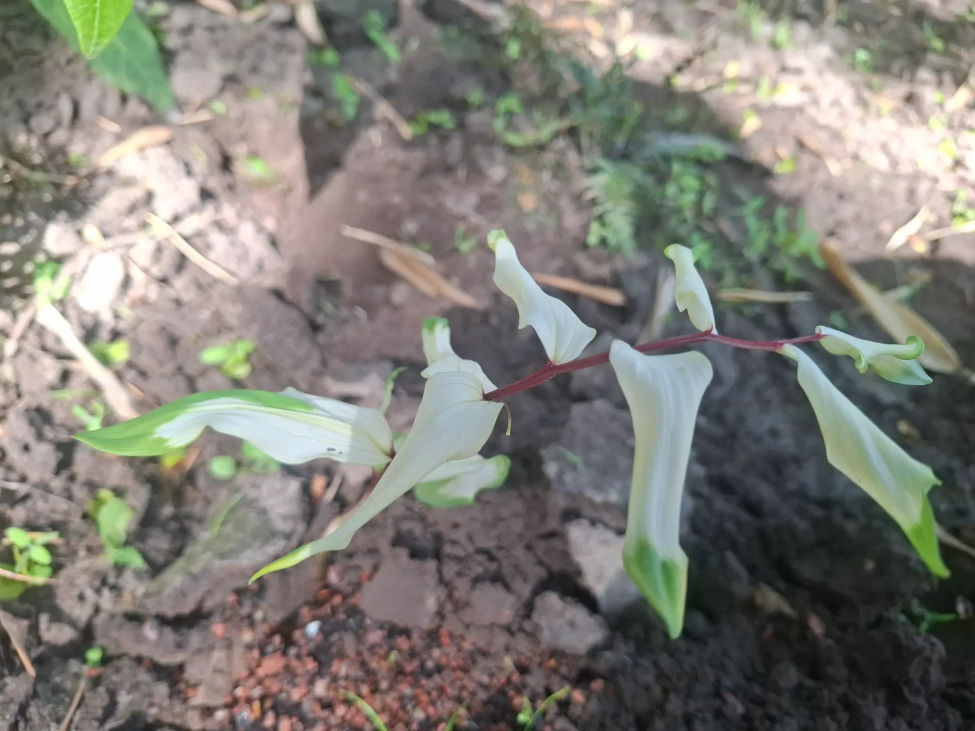 [685] Polygonatum odoratum  'Byakko'