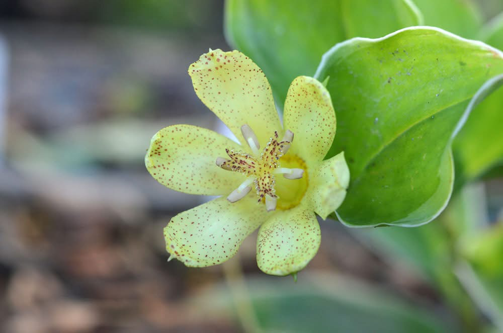 [681] Tricyrtis ohsumiensis 'fukurin fu'