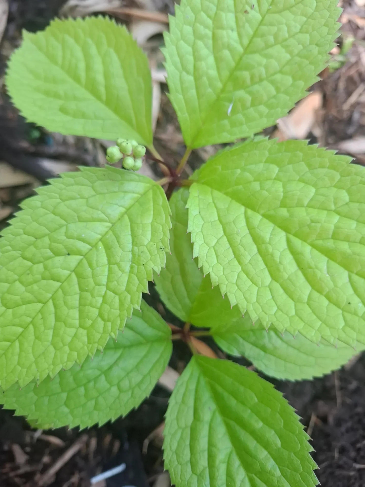 Chloranthus serratus 'Purple Form' (syn. Chloranthus japonicus)