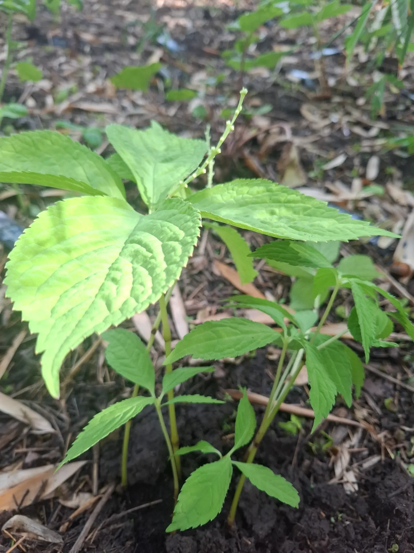 Chloranthus japonicus (syn. Chloranthus serratus)