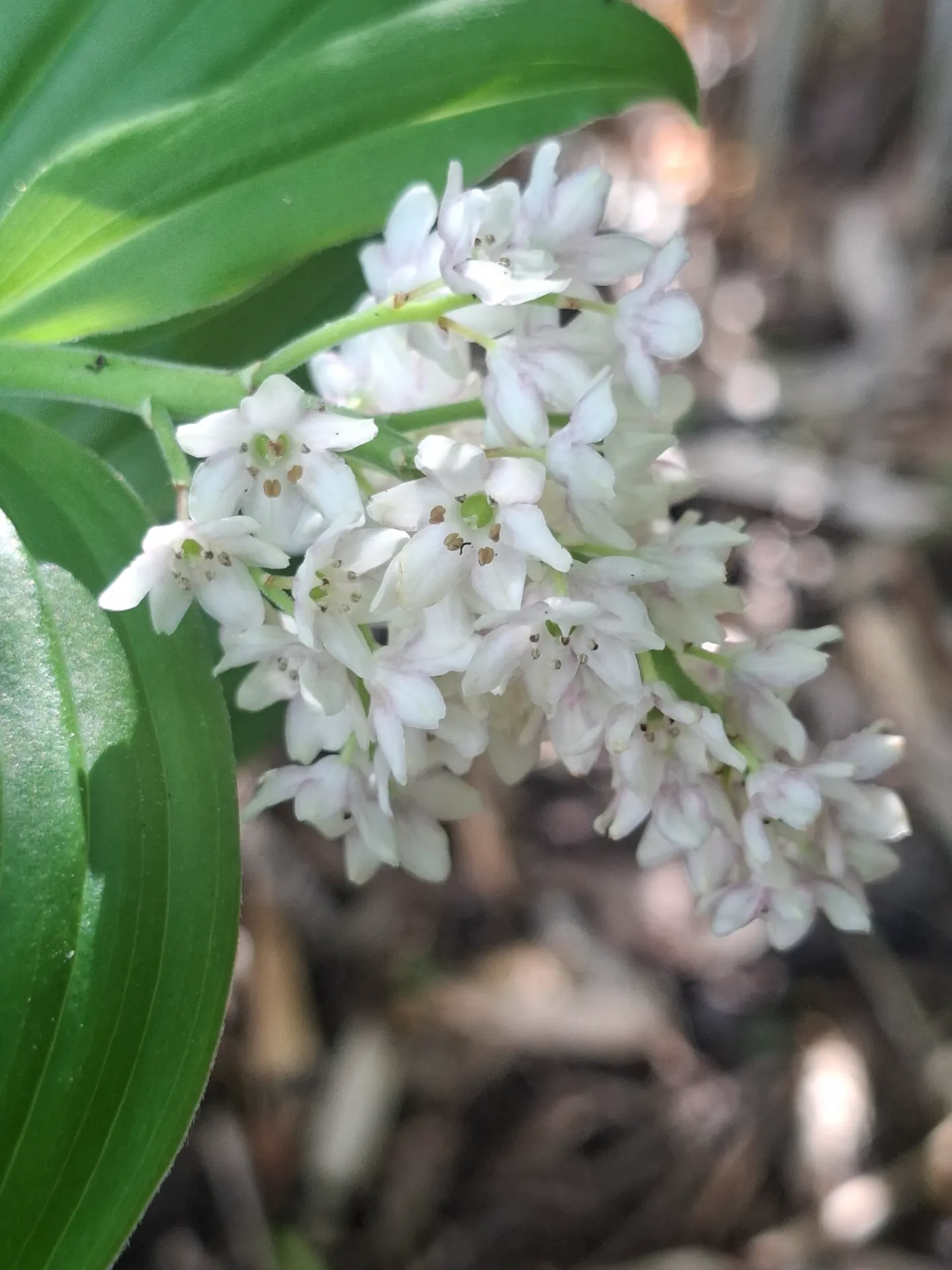 Maianthemum salvinii BSWJ 9030