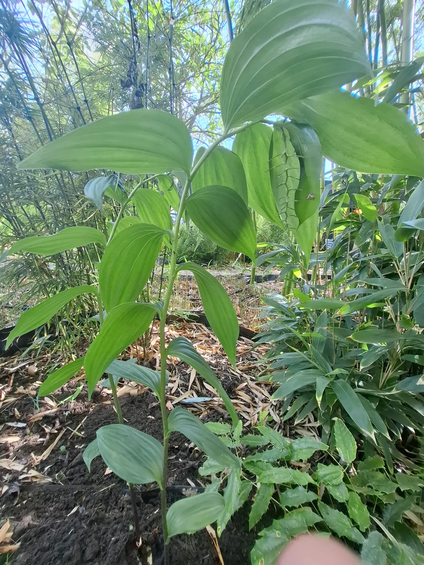 [684] Maianthemum atropurpureum
