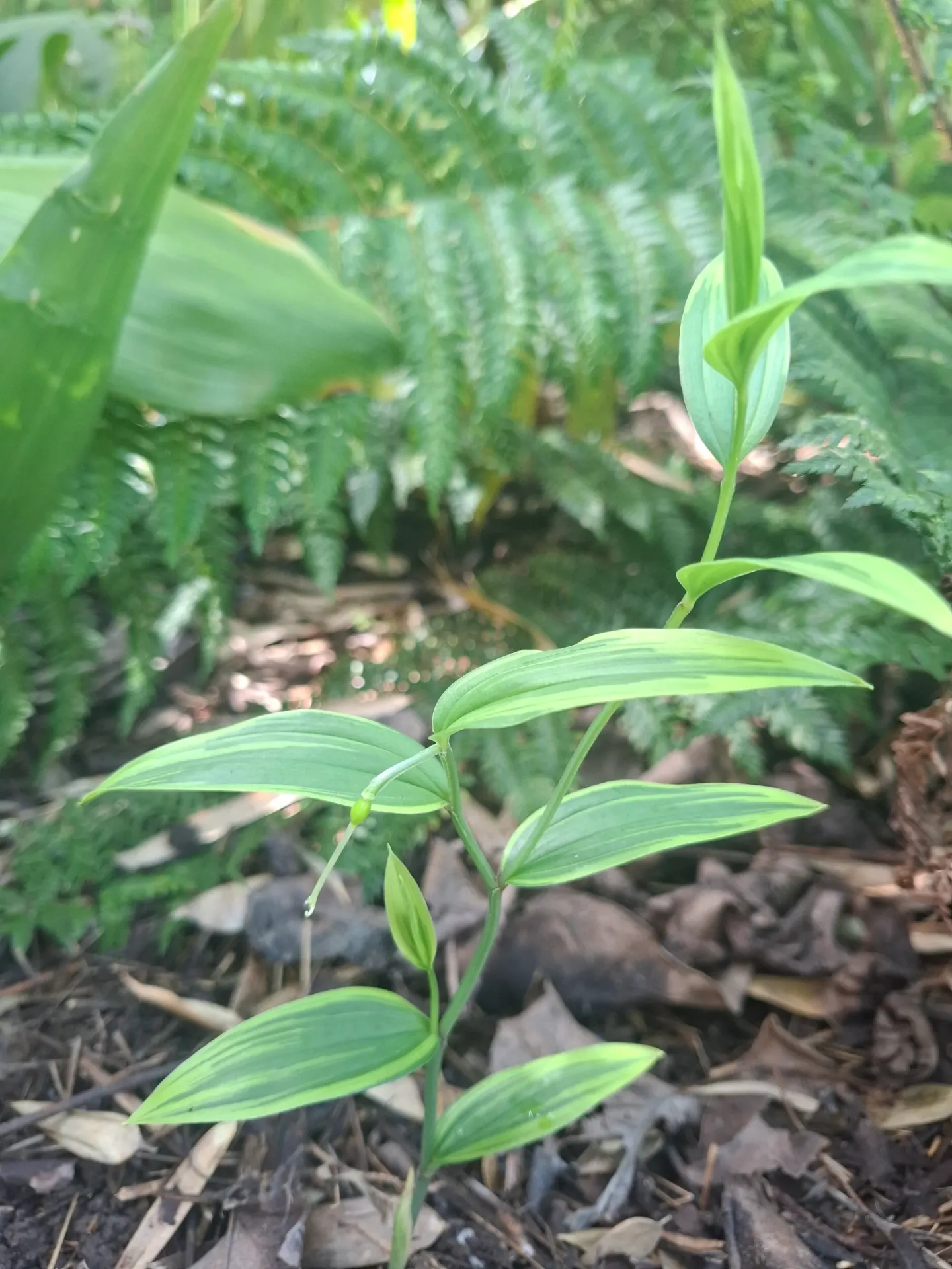 Disporum sessile 'Aureovariegatum'