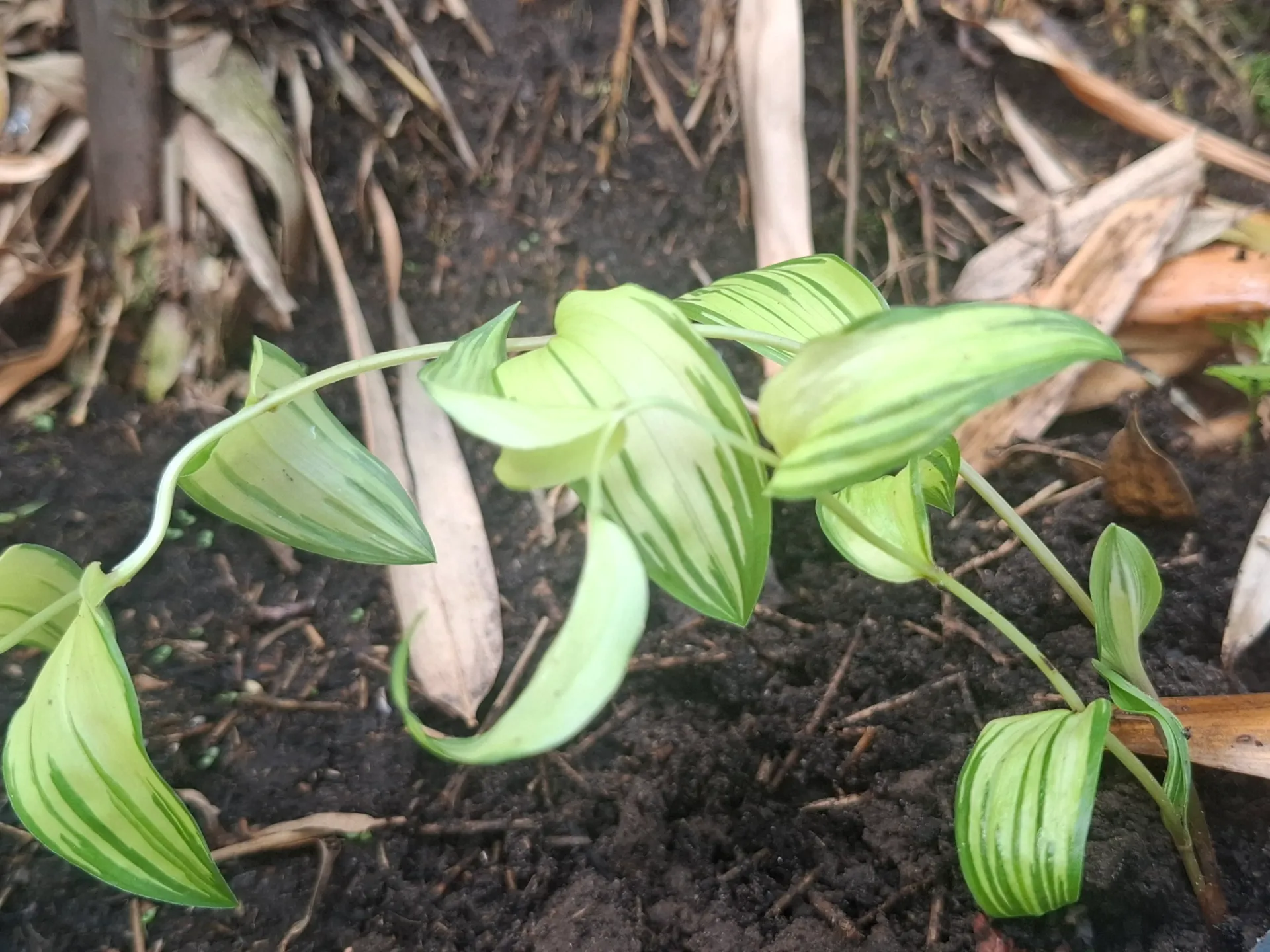 Disporum sessile 'Var. ex. Ye'