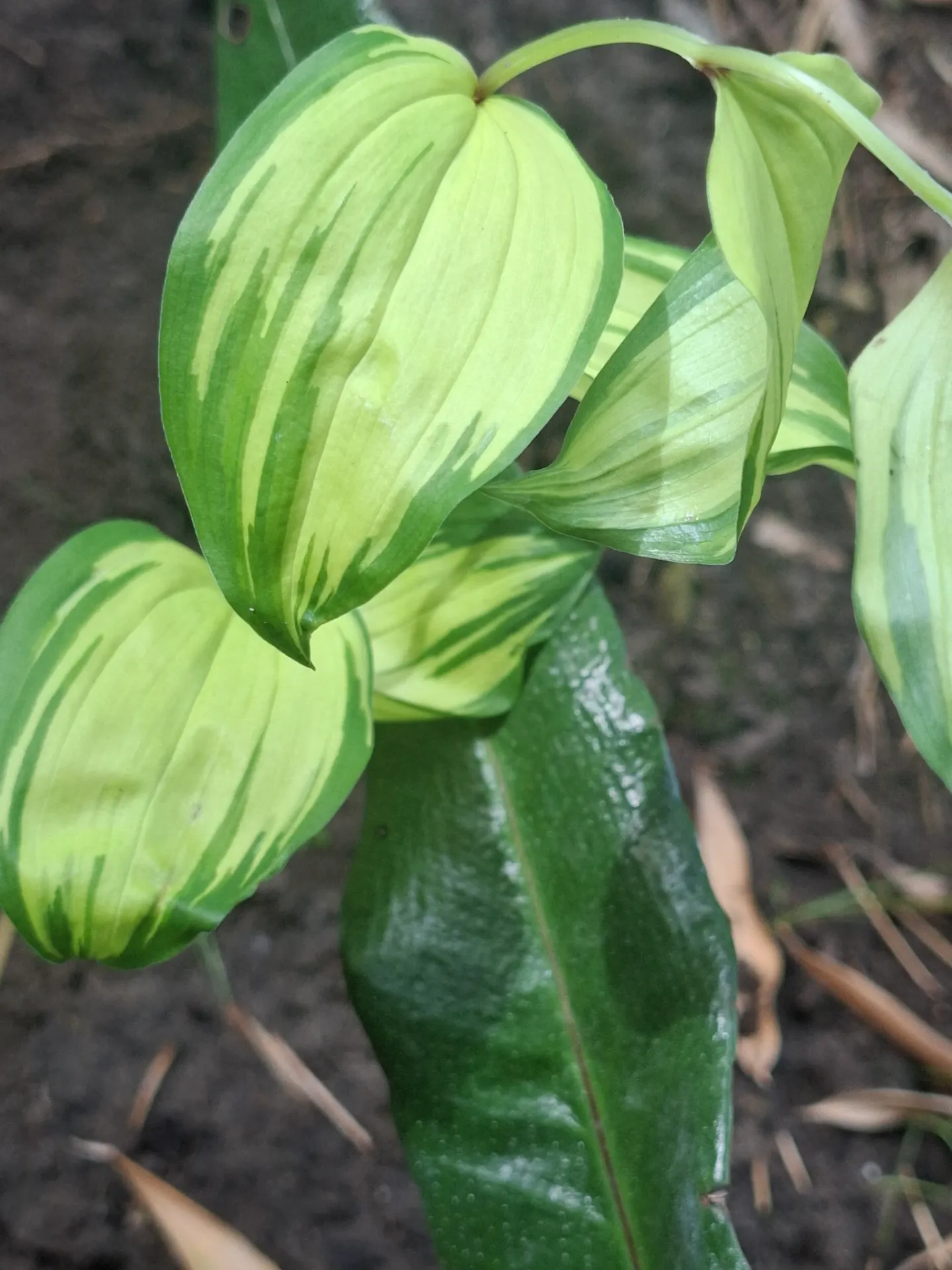 [691] Disporum smilacinum 'Ki Naka Fu'