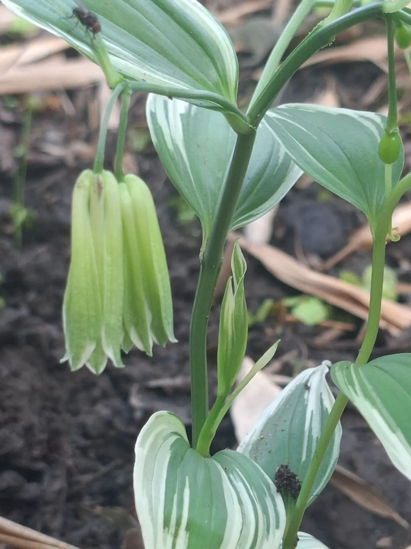 Disporum sessile 'Variegated' Clone #2