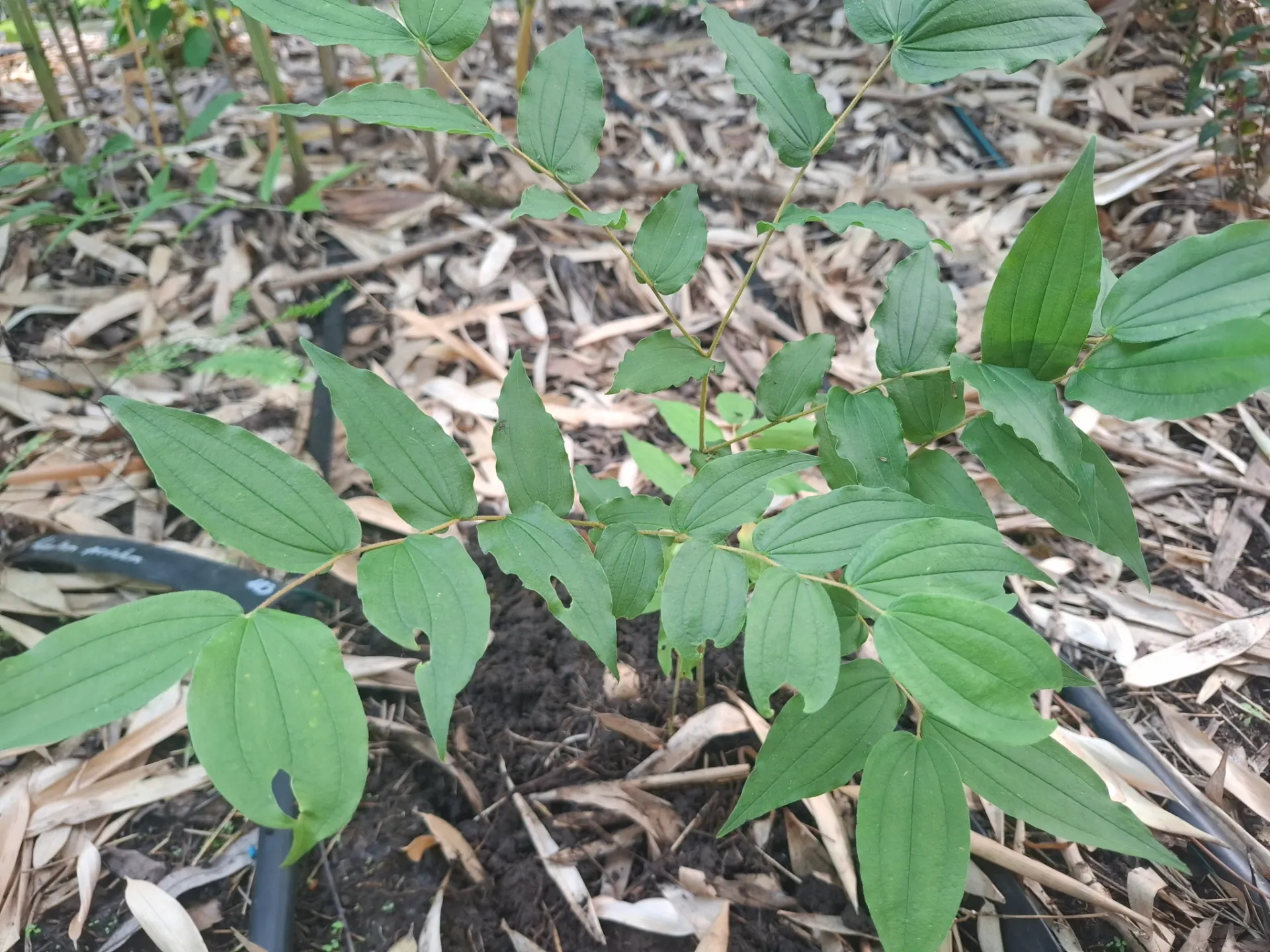 [696] Prosartes smithii (voorheen Disporum smithii)