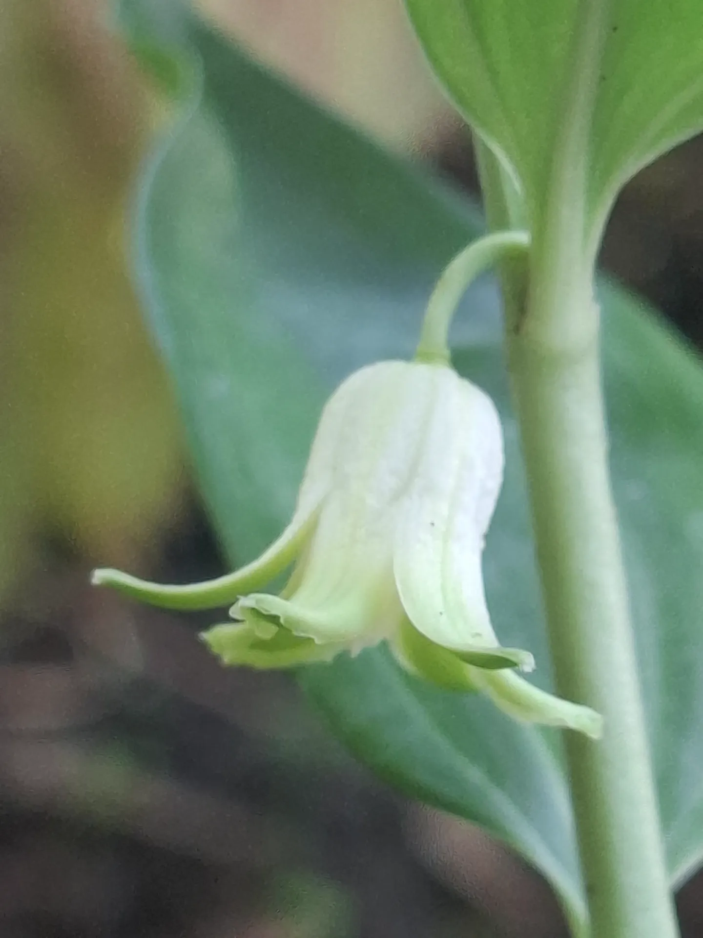 [697] Disporopsis pernyi 'xiao chengdu'