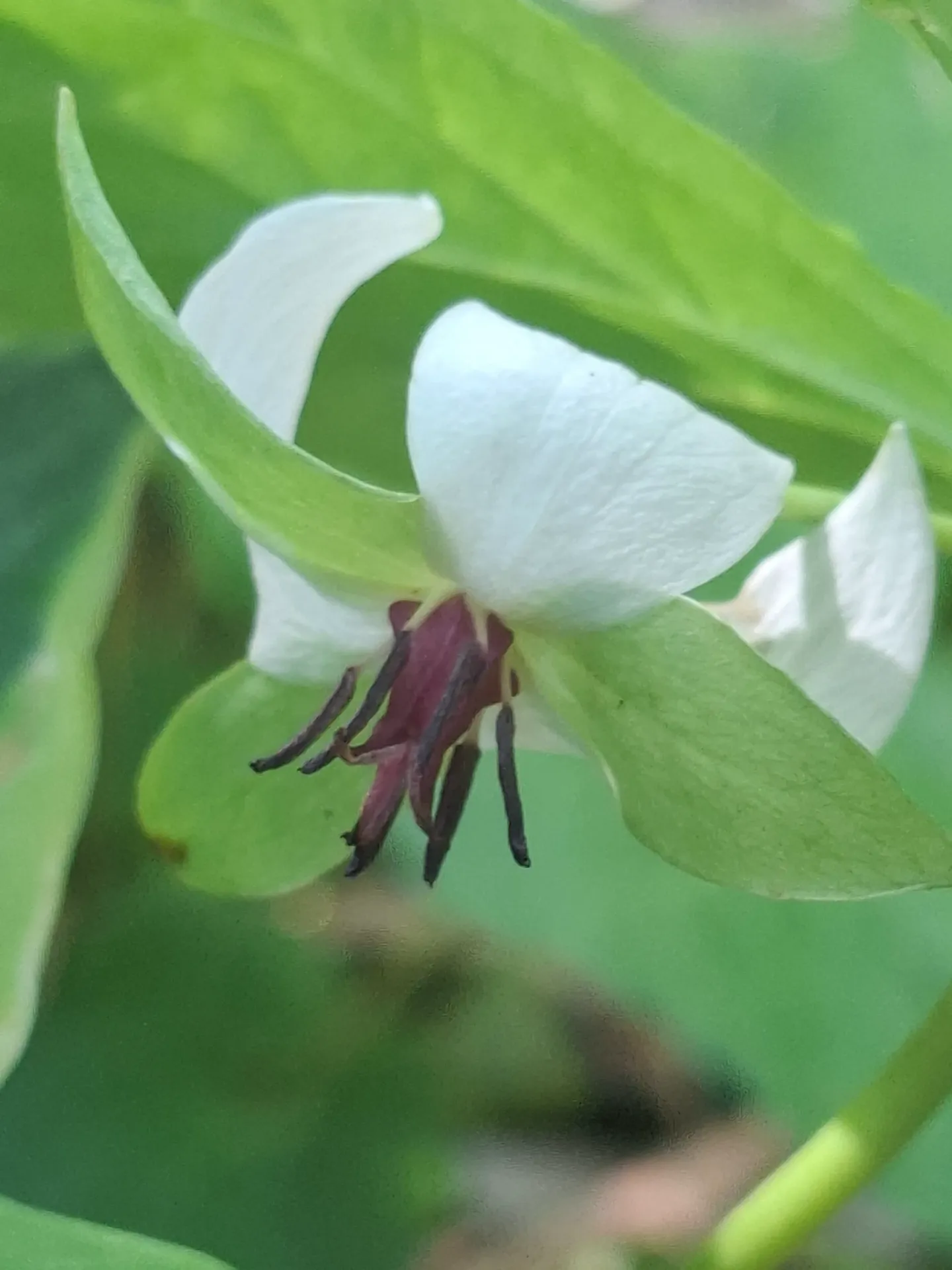 Trillium cernuum